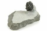 Bargain, 3D Gerastos Trilobite Fossils (Grade B) - Photo 5